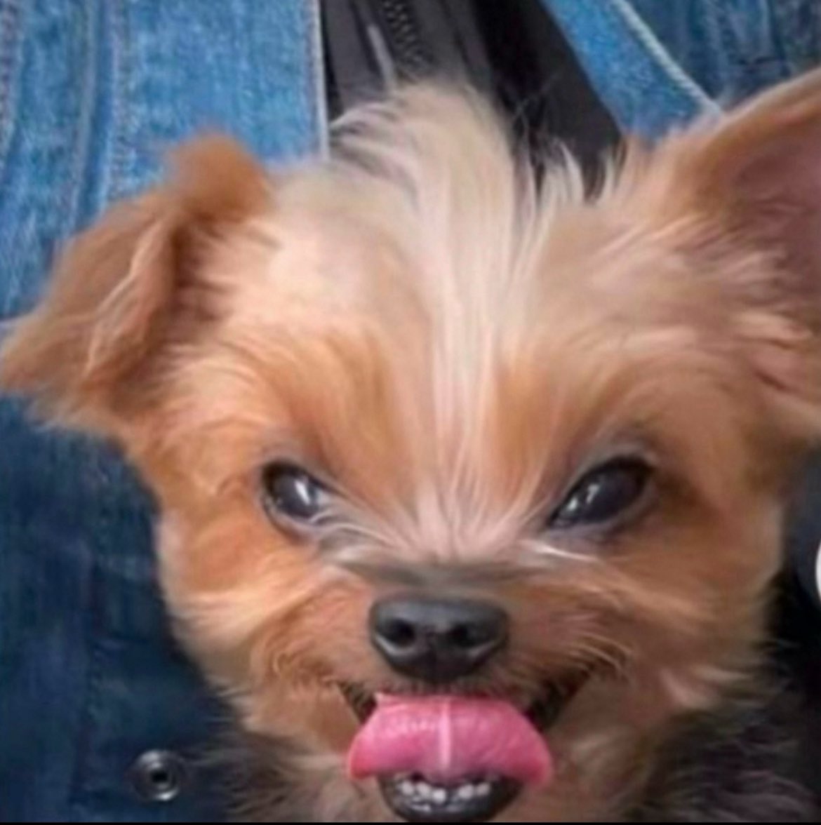 Candywing 🍬 tweet media