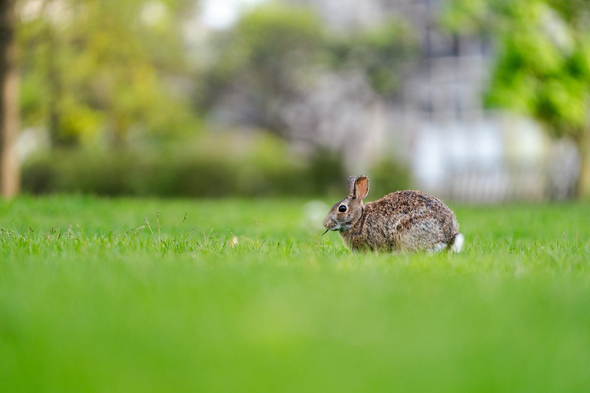 Some high-resolution <a href="/NorthwesternU/">Northwestern</a> bunnies for your feed. 
<a href="/StudentAffNU/">Northwestern Student Affairs</a>