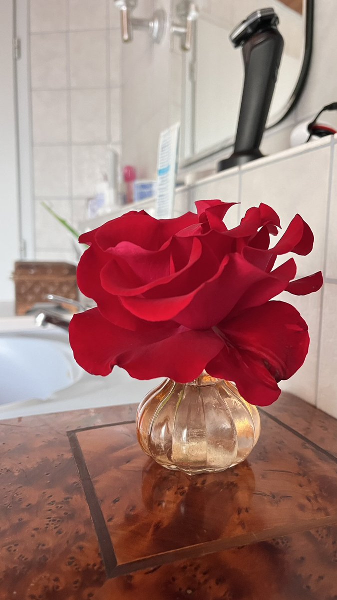 Ini lho buuu kelopak mawar yang besar sekali tadi aku petik dari taman samping rumah lalu aku pajang di kamar mandi. Cantik kan ya