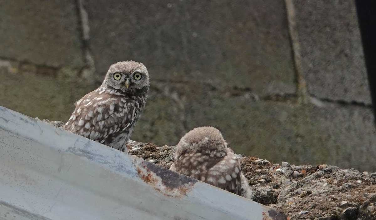 Nicola S (@nico1ame) on Twitter photo Just wonderful to find 3 juv little #owls out and about this aft - hissing away merrily with their demand to be fed! #Day25 #30DaysWild <a href="/30DaysWild/">#30DaysWild from The Wildlife Trusts</a> <a href="/WildlifeTrusts/">The Wildlife Trusts</a> Just wonderful to find 3 juv little #owls out and about this aft - hissing away merrily with their demand to be fed! #Day25 #30DaysWild <a href="/30DaysWild/">#30DaysWild from The Wildlife Trusts</a> <a href="/WildlifeTrusts/">The Wildlife Trusts</a>