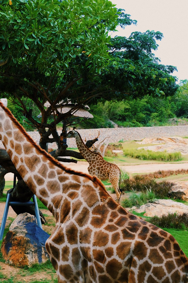 catto__'s tweet image. 🏝️🐚🌞 วันก่อนไปทำงานที่หัวหินมา 5 วัน รู้สึกเหมือนได้ไป explore หัวหินในมุมใหม่ๆ ที่ไม่ใช่อยู่แค่ริมชายหาด เลยอยากมาแชร์ 10 สถานที่ ที่เรา selected มาให้ ทั้งที่กิน ร้าน local ที่เที่ยว ที่พักผ่อน เผื่อใครแพลนไปหัวหิน และอยากหาอะไรทำ หาอะไรกิน เซฟไปได้เลย 
👇🏼