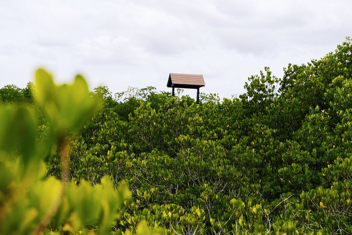 catto__'s tweet image. 🏝️🐚🌞 วันก่อนไปทำงานที่หัวหินมา 5 วัน รู้สึกเหมือนได้ไป explore หัวหินในมุมใหม่ๆ ที่ไม่ใช่อยู่แค่ริมชายหาด เลยอยากมาแชร์ 10 สถานที่ ที่เรา selected มาให้ ทั้งที่กิน ร้าน local ที่เที่ยว ที่พักผ่อน เผื่อใครแพลนไปหัวหิน และอยากหาอะไรทำ หาอะไรกิน เซฟไปได้เลย 
👇🏼