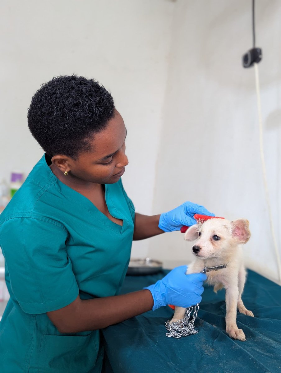 joackagrovet's tweet photo. FIELD PRACTICAL AT JOACK COMPANY LIMITED

+255 712 25 31 02

STUDENT: Revona
PROGRAM: Bachelor of Veterinary (BVM)
COLLEGE: College of Veterinary Medicine and Biomedical Sciences (CVMBS), SUA
UNIVERSITY: Sokoine University of Agriculture (SUA)
STATION: JOACK COMPANY LTD https://t.co/r0XALv57hu