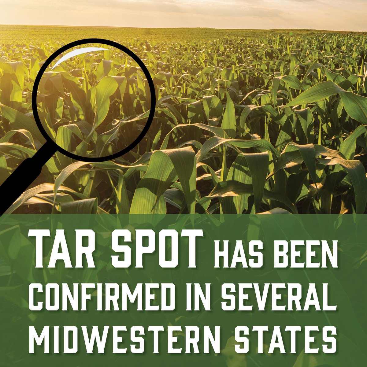 Gowan Company tweet media