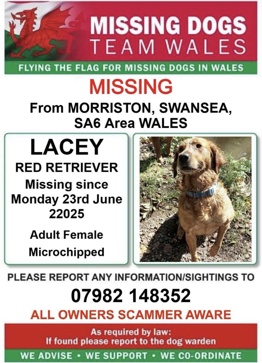 missingdogsteamwales tweet media