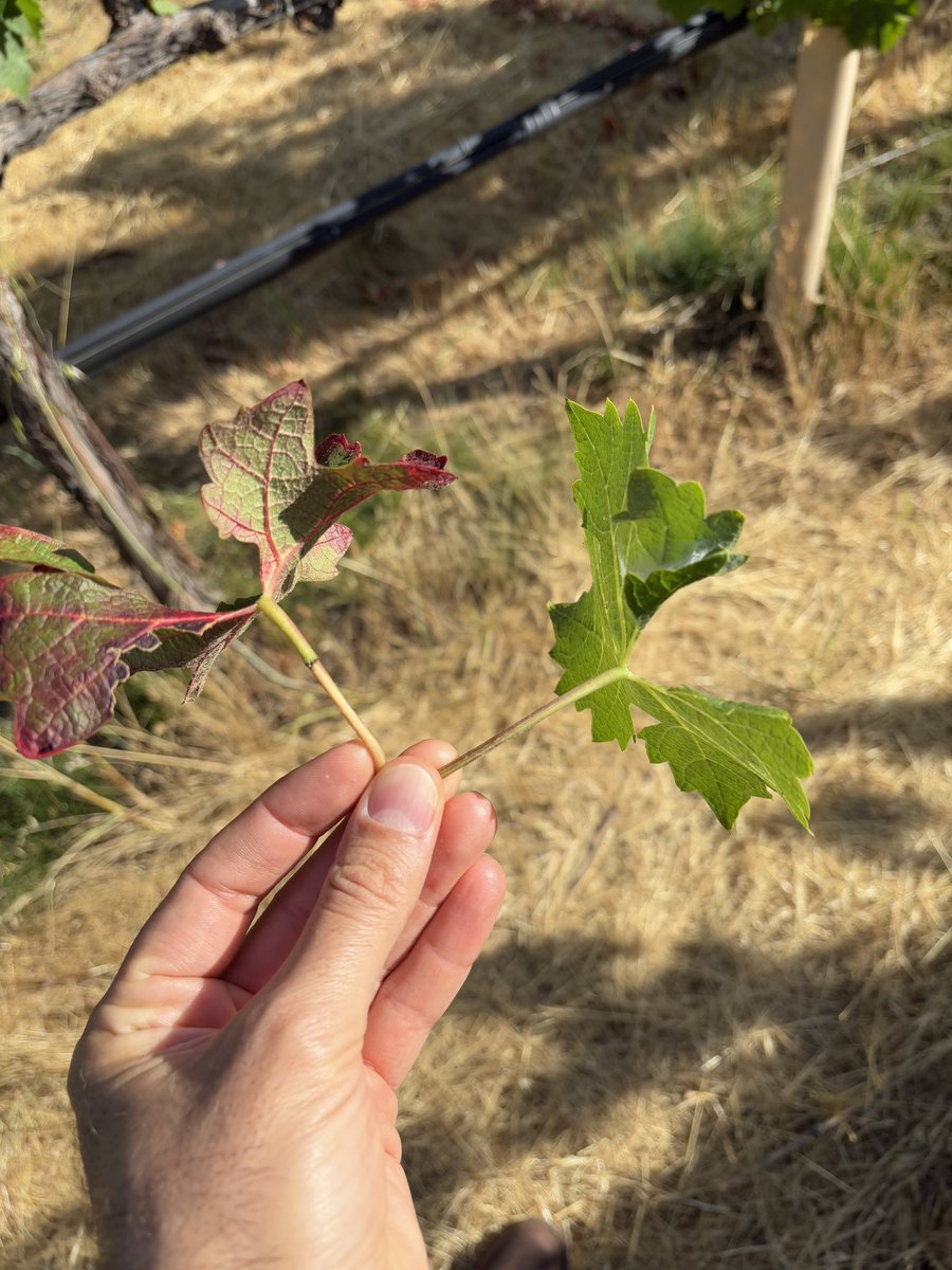 RosaCropCA's tweet image. 🚨 Pest Alert: Three-Cornered Alfalfa Hopper (TCAH)

We’re seeing increased activity of TCAH in California vineyards 🍇 

Key concerns:
- Girdling of stems, which can weaken or kill shoots
- Potential vector of Grapevine Red Blotch Virus

#Viticulture #PestManagement #CaliAg