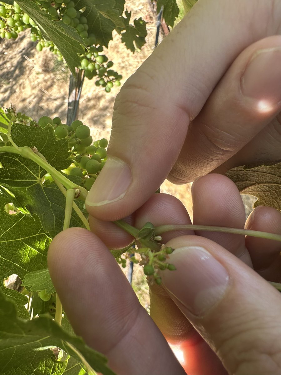RosaCropCA's tweet image. 🚨 Pest Alert: Three-Cornered Alfalfa Hopper (TCAH)

We’re seeing increased activity of TCAH in California vineyards 🍇 

Key concerns:
- Girdling of stems, which can weaken or kill shoots
- Potential vector of Grapevine Red Blotch Virus

#Viticulture #PestManagement #CaliAg