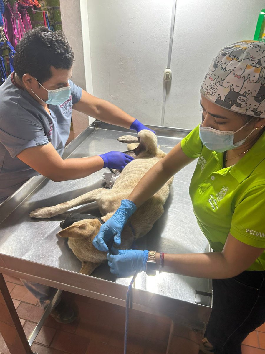 germancasaguab's tweet photo. Ayer mismo nuestro equipo de la secretaría de medio ambiente con el apoyo de la comunidad de este sector de Neiva, encontró al perrito y se le prestó toda la atención necesaria. Hemos avanzado de manera significativa en jornadas  de vacunación, esterilización y bienestar animal en  barrios, comunas y zona rural de nuestro municipio. Gracias a todas las personas que estuvieron pendientes.