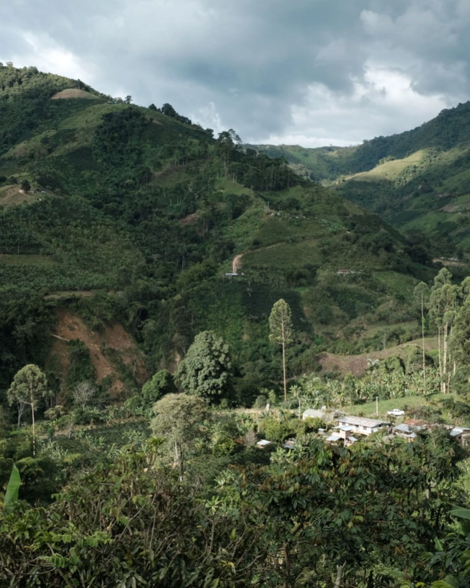 espro's tweet image. Jaime Gesha A rare, limited batch from the highlands of Huila, Colombia — floral, sweet, and unforgettable. Now brewing at the ESPRO Coffee Bar.  2102 Queen Street, Toronto
Available while supplies last.
#ESPROCoffeeBar #BrewedAtESPRO #ESPRO