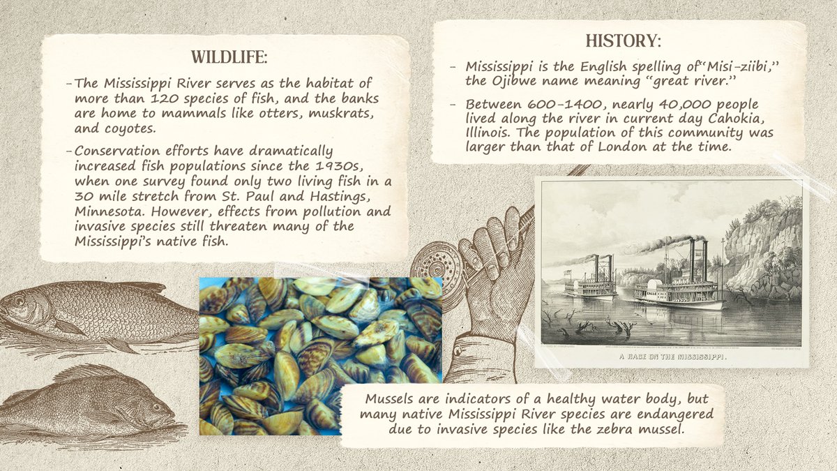 Continuing our Regional Waters Field Guide series, we’re highlighting our Region’s second big river – the Mighty Mississippi. This river has long been at the center of our nation’s history, and is practically the geographical spine of our country. 

Check out the field guide for