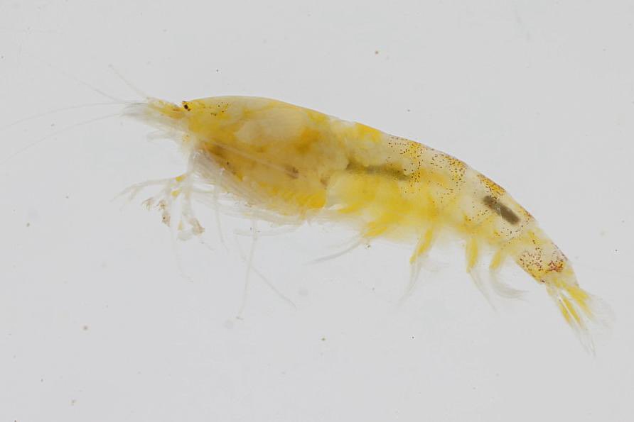 Carlos Lasso tweet media