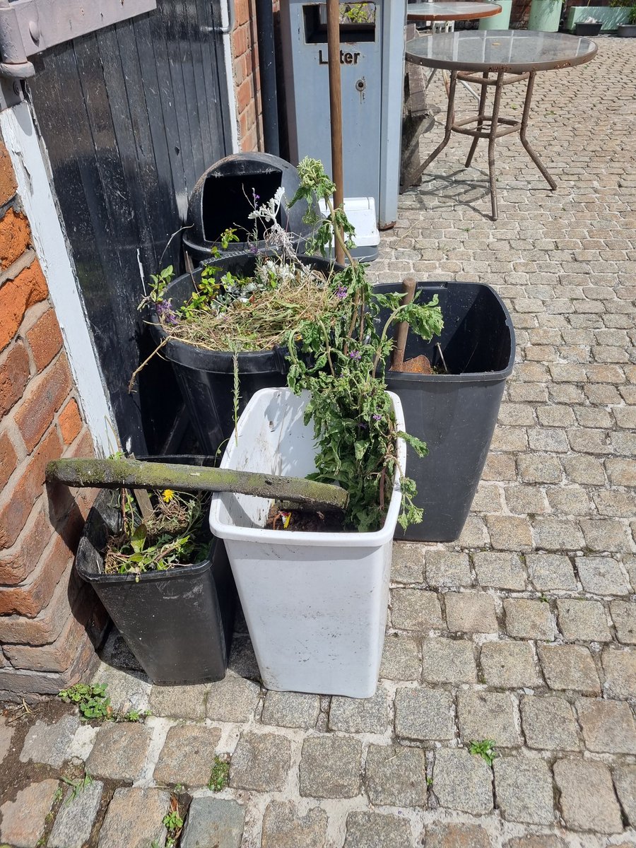 scouse_mouse_20's tweet image. Popped to the Heritage Centre today while it was closed. Ear buds in and away I went. Did a bit of weeding while no one was around. It was so peaceful, but hot