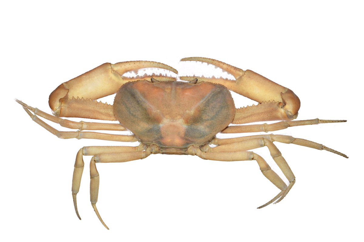 Carlos Lasso tweet media