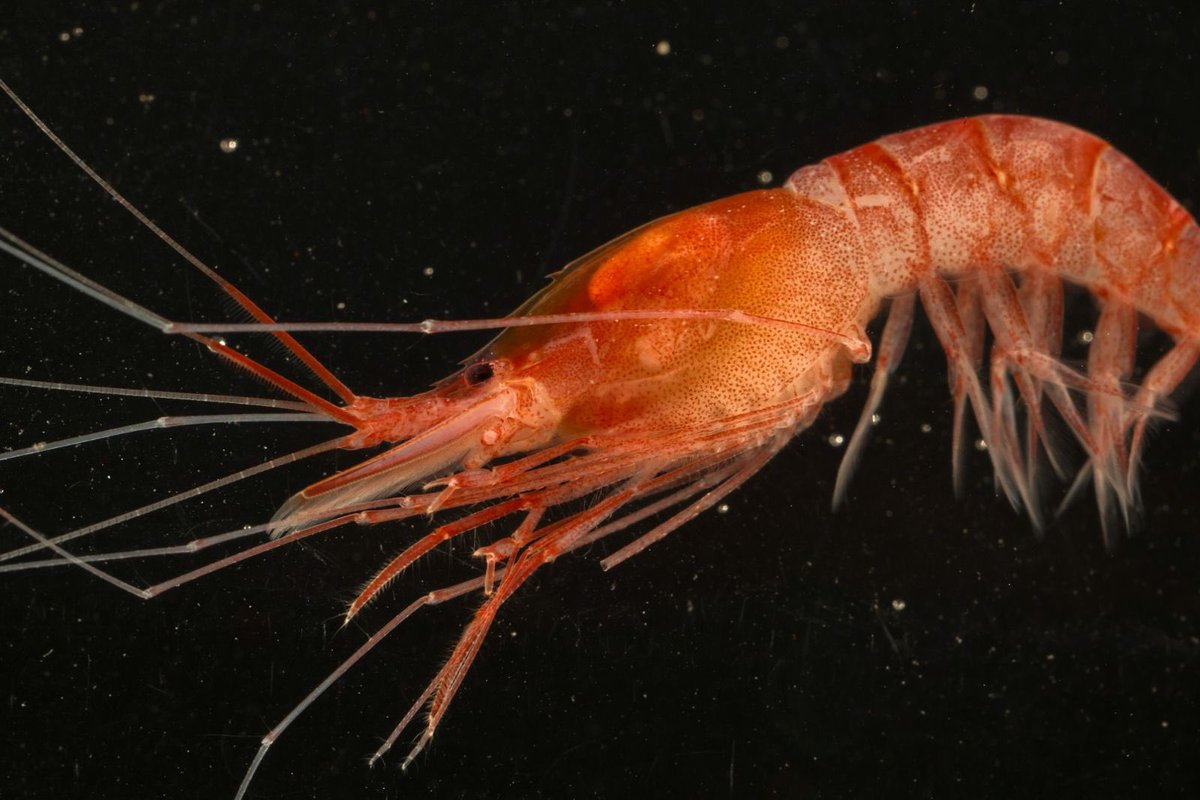 Carlos Lasso tweet media