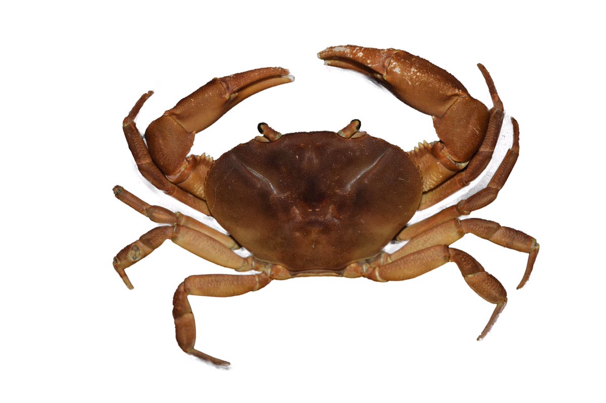 Carlos Lasso tweet media