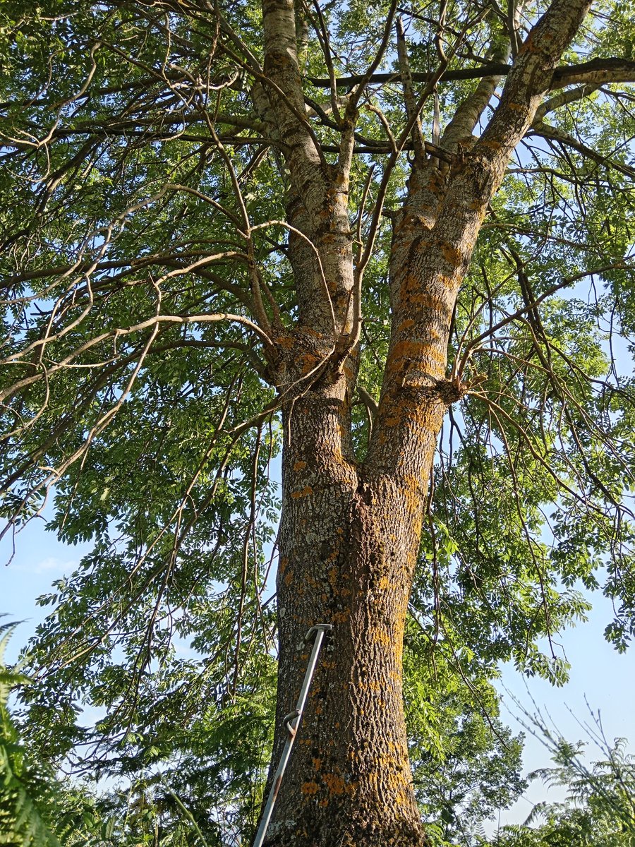 xaiecologic's tweet photo. No és un arbre qualsevol, ell és el més gran i gros de tot el terme. Sempre m'ha agradat la seva companyia...
Yggdrasil: l'arbre de la vida.
#Freixe
#HistòriesDelsArbres
#HistòriesDeMuntanya
#Pertinença
#ElMeuPetitGranMón https://t.co/wTGMak9PQ4