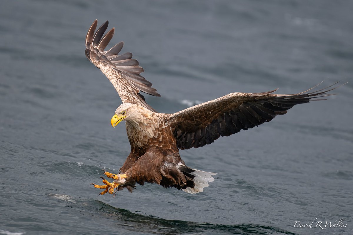 David Walker tweet media