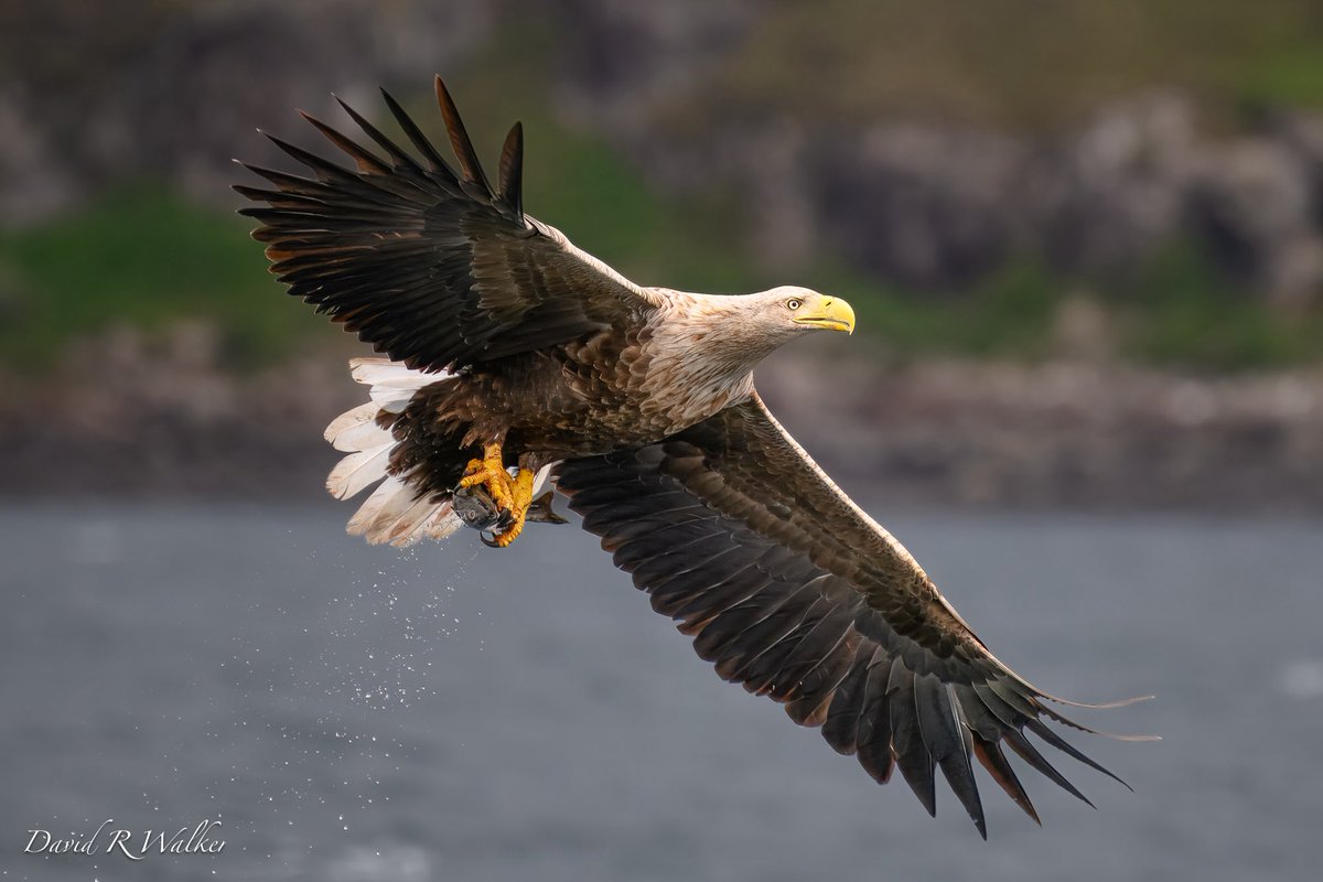 David Walker tweet media