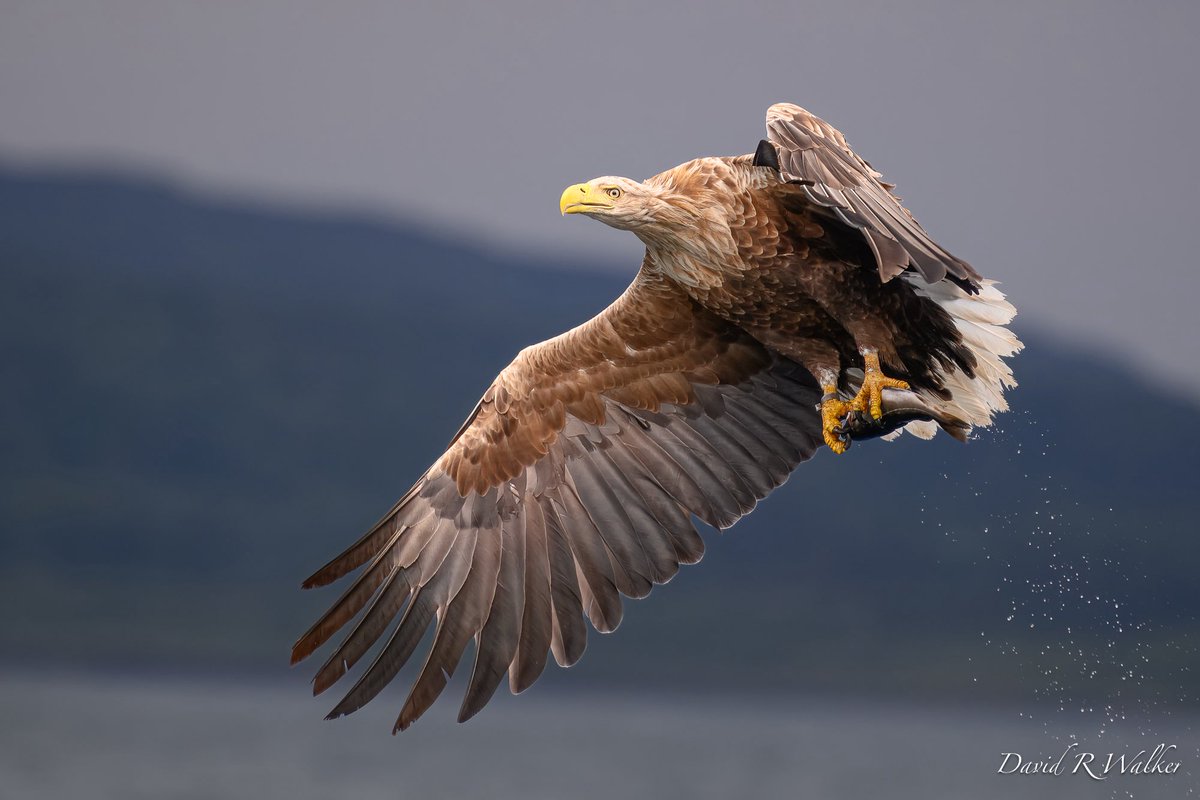 David Walker tweet media