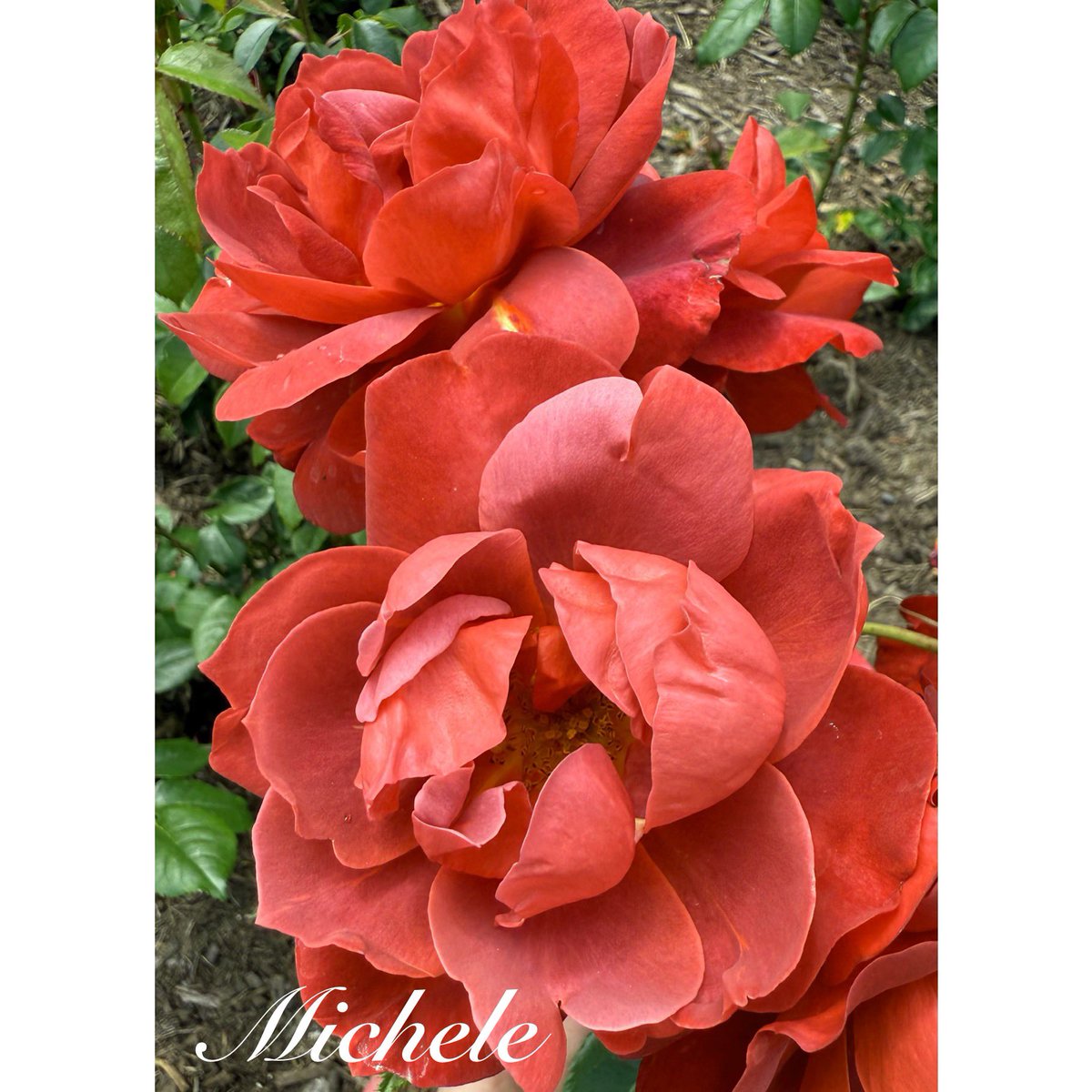 gingerartist1's tweet image. Happy #RoseWednesday Is it cruel or kind to name a rose βHot Cocoaβ & be reminded of winter? lolπ
π€ Either way, she is such a unique beauty!π§‘π€β₯οΈ#Rose #flowers #FlowersOnX #FlowersOfX #FlowerPhotography #flowerpictures #rosegarden #roses #FlowerLover