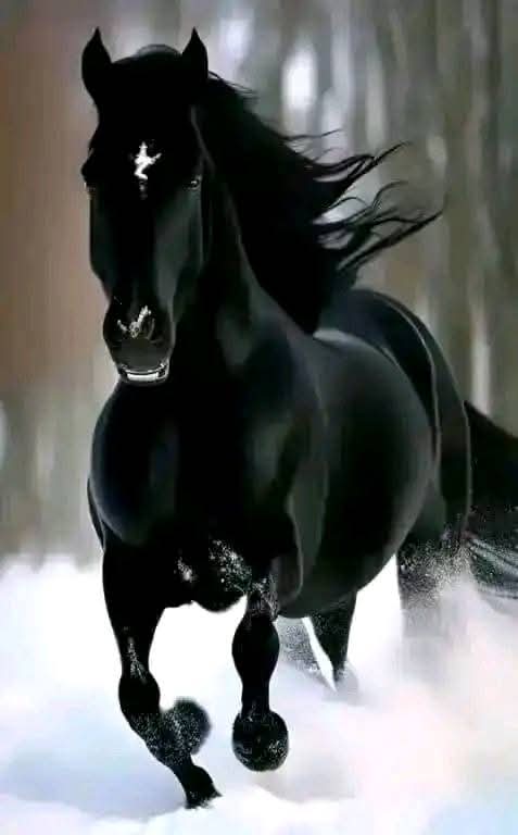 859💞‏رُٓوٌٓحًےّْ💞ℛ ❥ْْ❥ْْ𝟟💞 tweet media