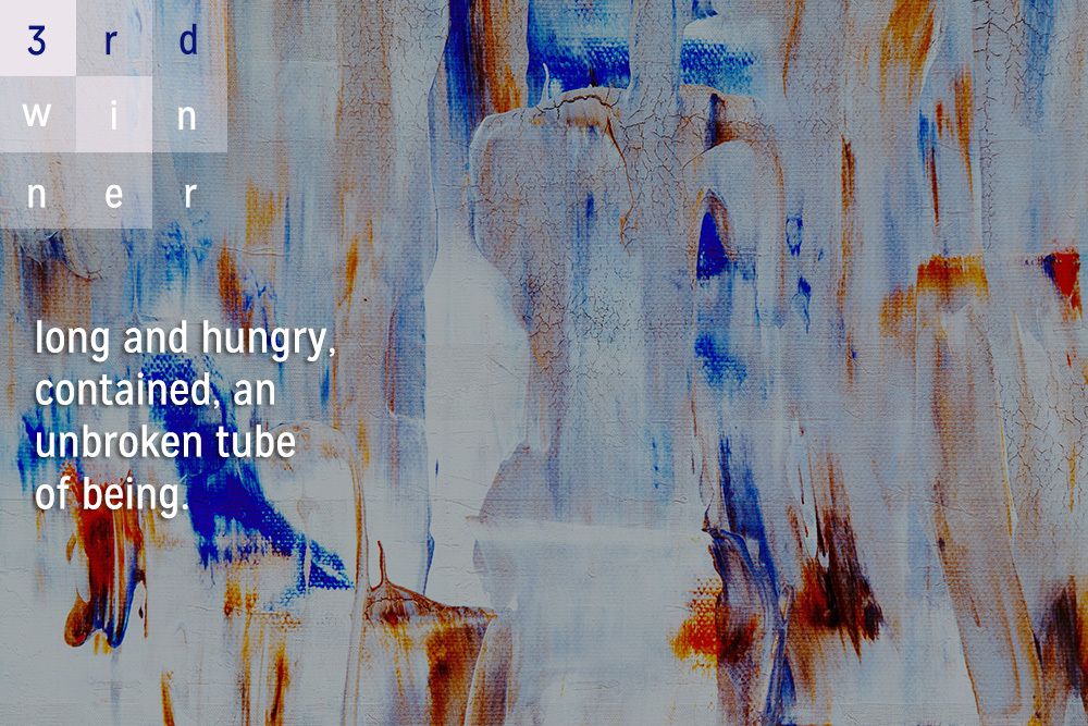 PalettePoetry's tweet image. Our second runner-up for the 2025 Queer Poetry Prize is Mark Spero for their poem "The American Eel"
"long and hungry, / contained, an / unbroken tube / of being."
buff.ly/BvkHkb7