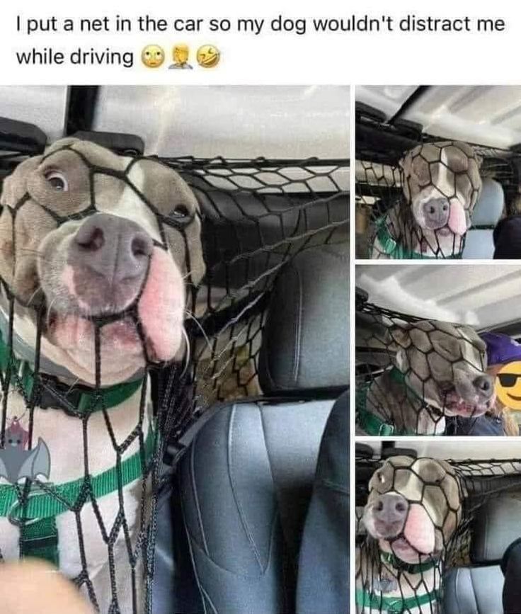 animals going goblin mode (@mischiefanimals) on Twitter photo 