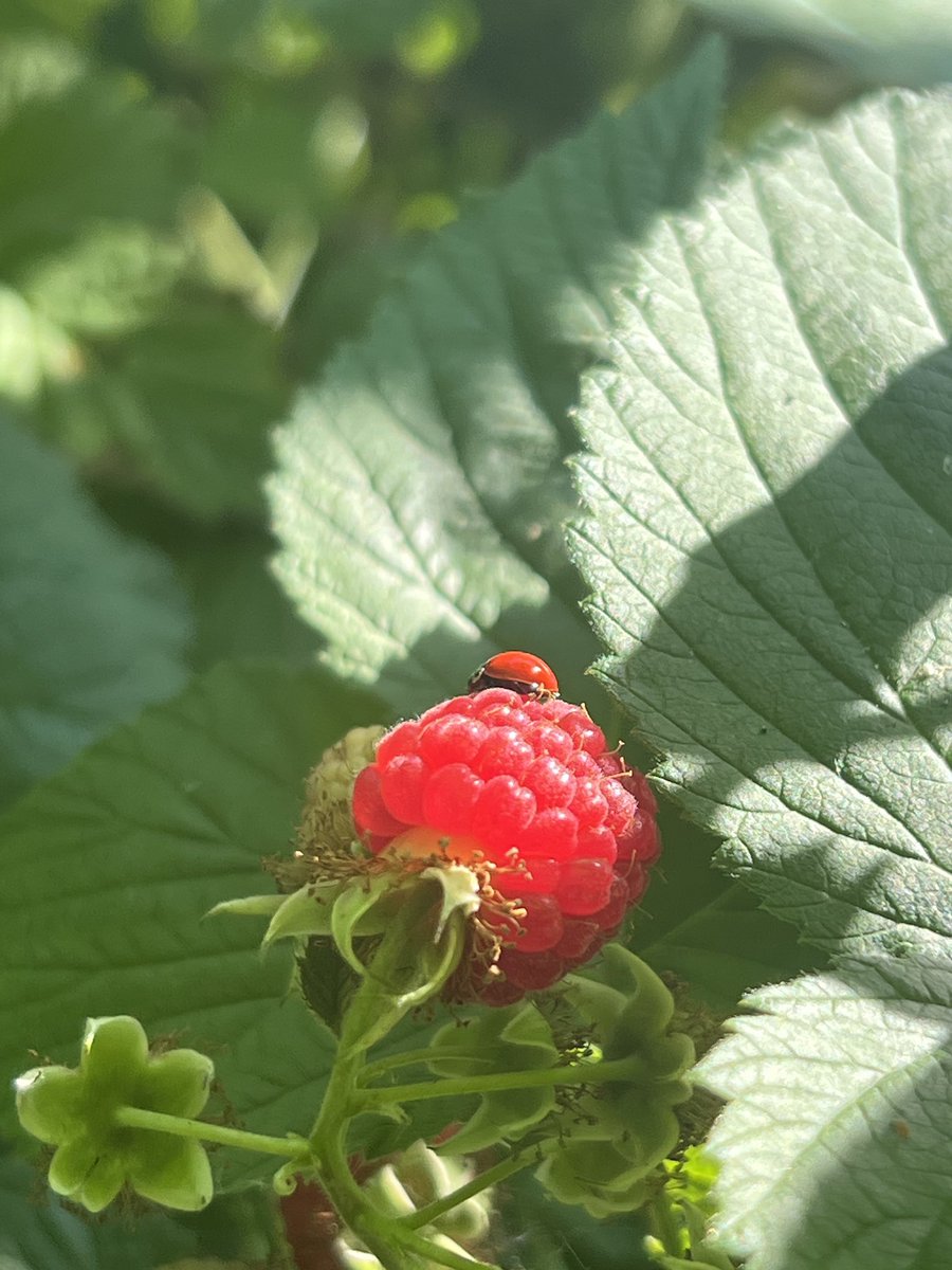 Another great day in the #PNW !!! My raspberries are ready to go!