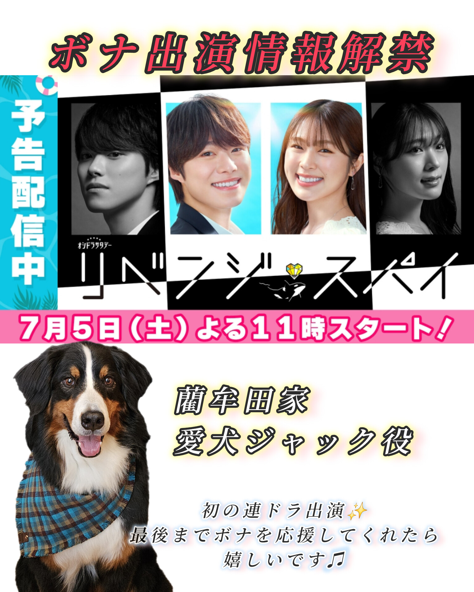 バーニーズマウンテンドッグのボナ (@Buona88) / X