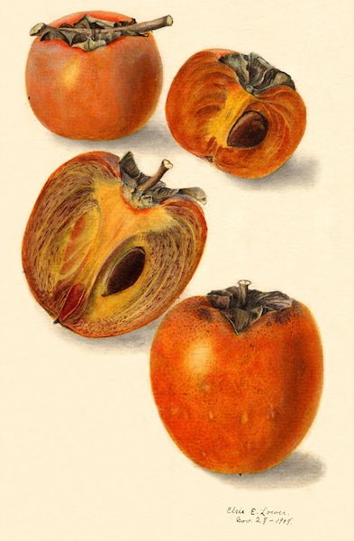 In Appalachian folklore, persimmons are called autumn’s sweet gold and the tree is said to hold the spirit of harvest’s end. In southern tales, a persimmon offered to a stranger binds their heart to your home, a charm of kinship. 

#Folklore