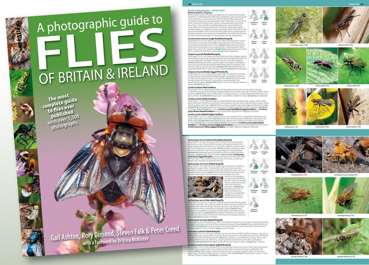 NatureBureau (@naturebureau) on Twitter photo Here are two spreads to temp you from the Dung Flies Scathophagidae pages of our #FliesofBritainandIreland book bit.ly/4dqQI8Z (maps still to be done) for publication this autumn. <a href="/StevenFalk1/">Steven Falk</a> <a href="/flygirlNHM/">Dr Erica McAlister</a> <a href="/gailashton/">Gail Ashton 💚🪲🌍</a> <a href="/Ecoentogeek/">Rory Dimond 🌼🪰🌼🐝🌼🦟</a> <a href="/TVERC1/">Thames Valley Environmental Records Centre</a> <a href="/BBOWT/">BBO Wildlife Trust</a> <a href="/DipteristsForum/">Dipterists Forum</a> Here are two spreads to temp you from the Dung Flies Scathophagidae pages of our #FliesofBritainandIreland book bit.ly/4dqQI8Z (maps still to be done) for publication this autumn. <a href="/StevenFalk1/">Steven Falk</a> <a href="/flygirlNHM/">Dr Erica McAlister</a> <a href="/gailashton/">Gail Ashton 💚🪲🌍</a> <a href="/Ecoentogeek/">Rory Dimond 🌼🪰🌼🐝🌼🦟</a> <a href="/TVERC1/">Thames Valley Environmental Records Centre</a> <a href="/BBOWT/">BBO Wildlife Trust</a> <a href="/DipteristsForum/">Dipterists Forum</a>