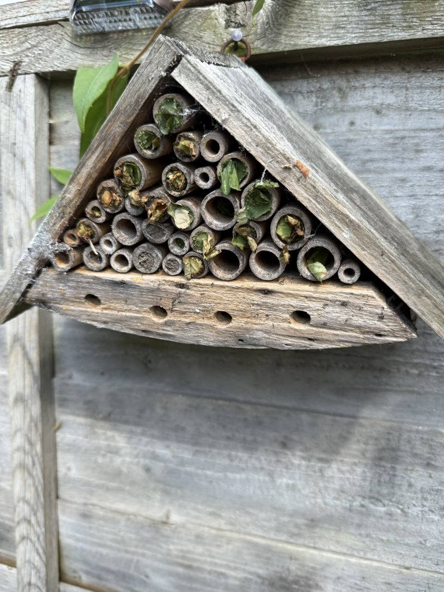 pinehurst5's tweet image. After having this bee house in the garden for about 6 years it is finally being used #Bees 🐝
