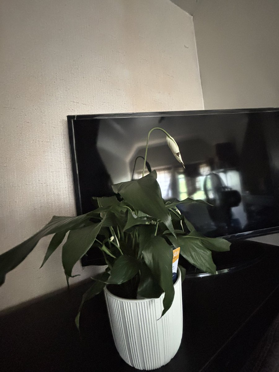 bought a plant today(is this a sign of old age or just new found interest?)