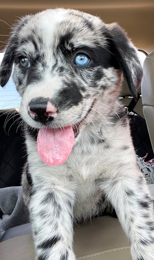 Suzzerpuss's tweet photo. I picked her from the Female #5 picture. I never saw another. When we finally went to pick her up, Brian asked if I knew she had two different colored eyes. I said, "No, I didn't realize she had two eyes." 🤦‍♀️ Anyway, this is Hazel. https://t.co/O1G6Eo0wE5