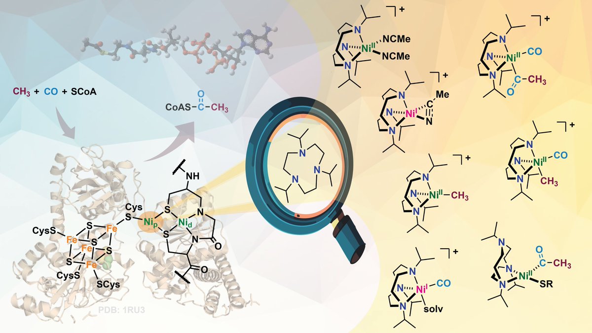 ChemistryUIUC's tweet image. Prof. Liviu Mirica & @MiricaGroup grad student Shounak Nath are unraveling the mystery of how an ancient enzyme turns atmospheric carbon into biomolecules, which may hold clues for converting greenhouse gases into useful chemicals.🔎
bit.ly/4kVkabF