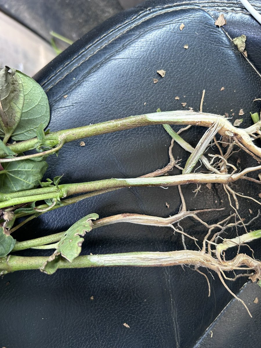 bobkemerait's tweet image. Sent to me this morning by Dr Jared Whitaker from commercial cotton in South Georgia. This is Fusarium wilt in association with likely sting nematodes. Care should be exercised to avoid moving infested soil from this field to other fields. UGA Extension