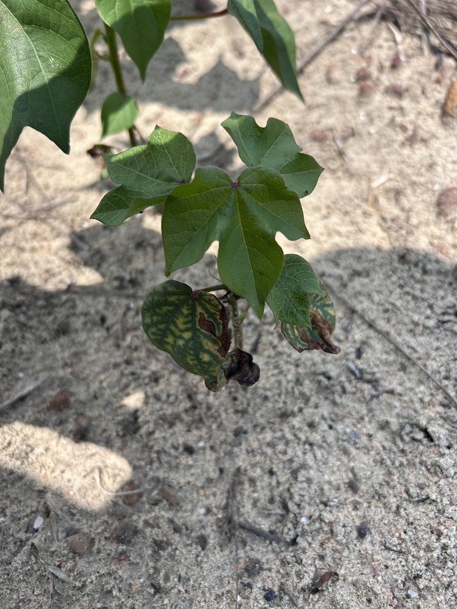 bobkemerait's tweet image. Sent to me this morning by Dr Jared Whitaker from commercial cotton in South Georgia. This is Fusarium wilt in association with likely sting nematodes. Care should be exercised to avoid moving infested soil from this field to other fields. UGA Extension