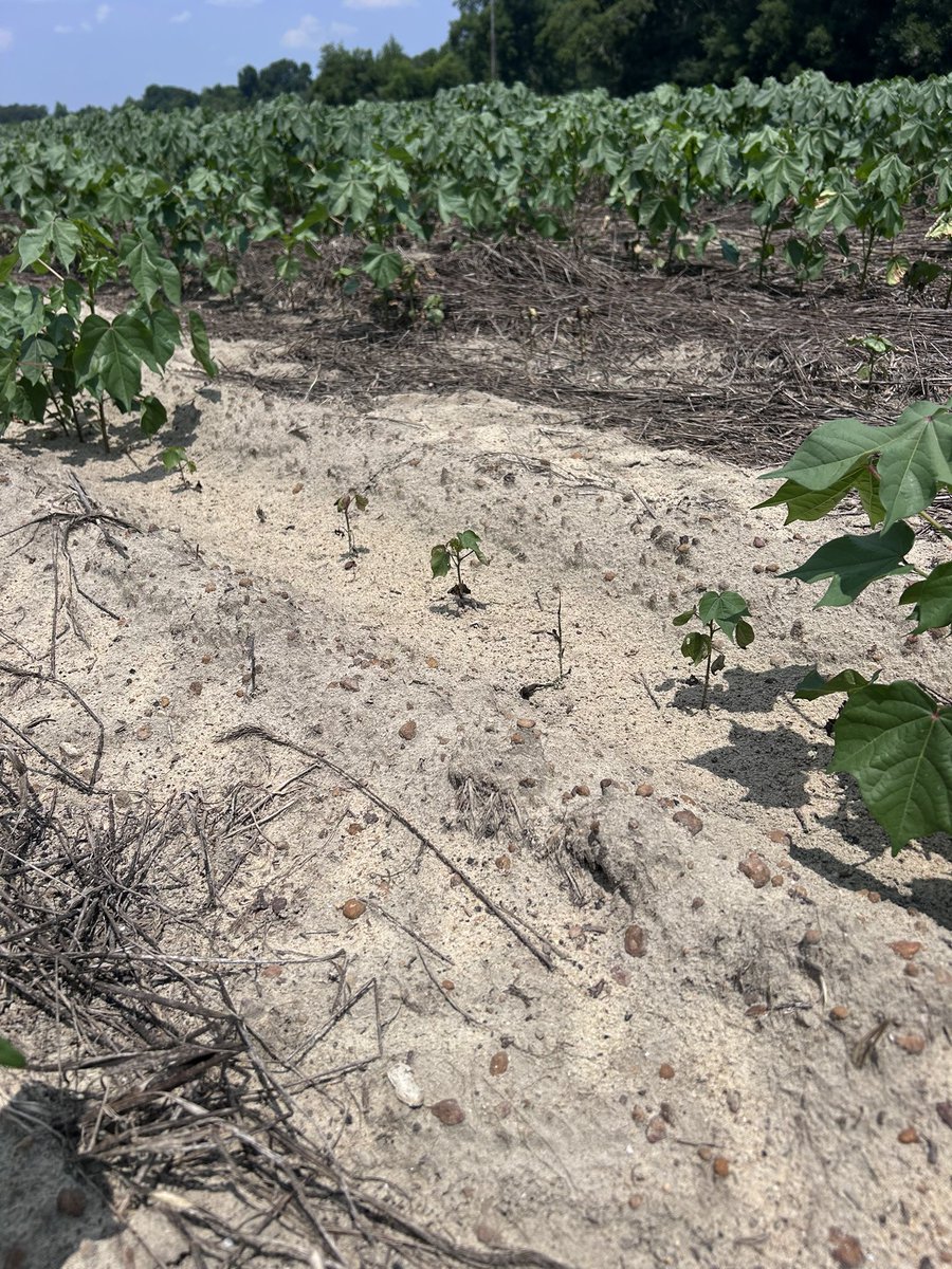 bobkemerait's tweet image. Sent to me this morning by Dr Jared Whitaker from commercial cotton in South Georgia. This is Fusarium wilt in association with likely sting nematodes. Care should be exercised to avoid moving infested soil from this field to other fields. UGA Extension