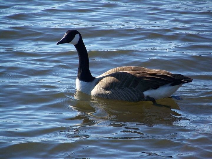 duniaseksanak11's tweet photo. A serene moment captured: A duck swimming effortlessly in the sunlit water.  How do you find peace in nature?  #WildlifePhotography #NatureEscape #GooseLife https://t.co/uqTXAZx6Ma