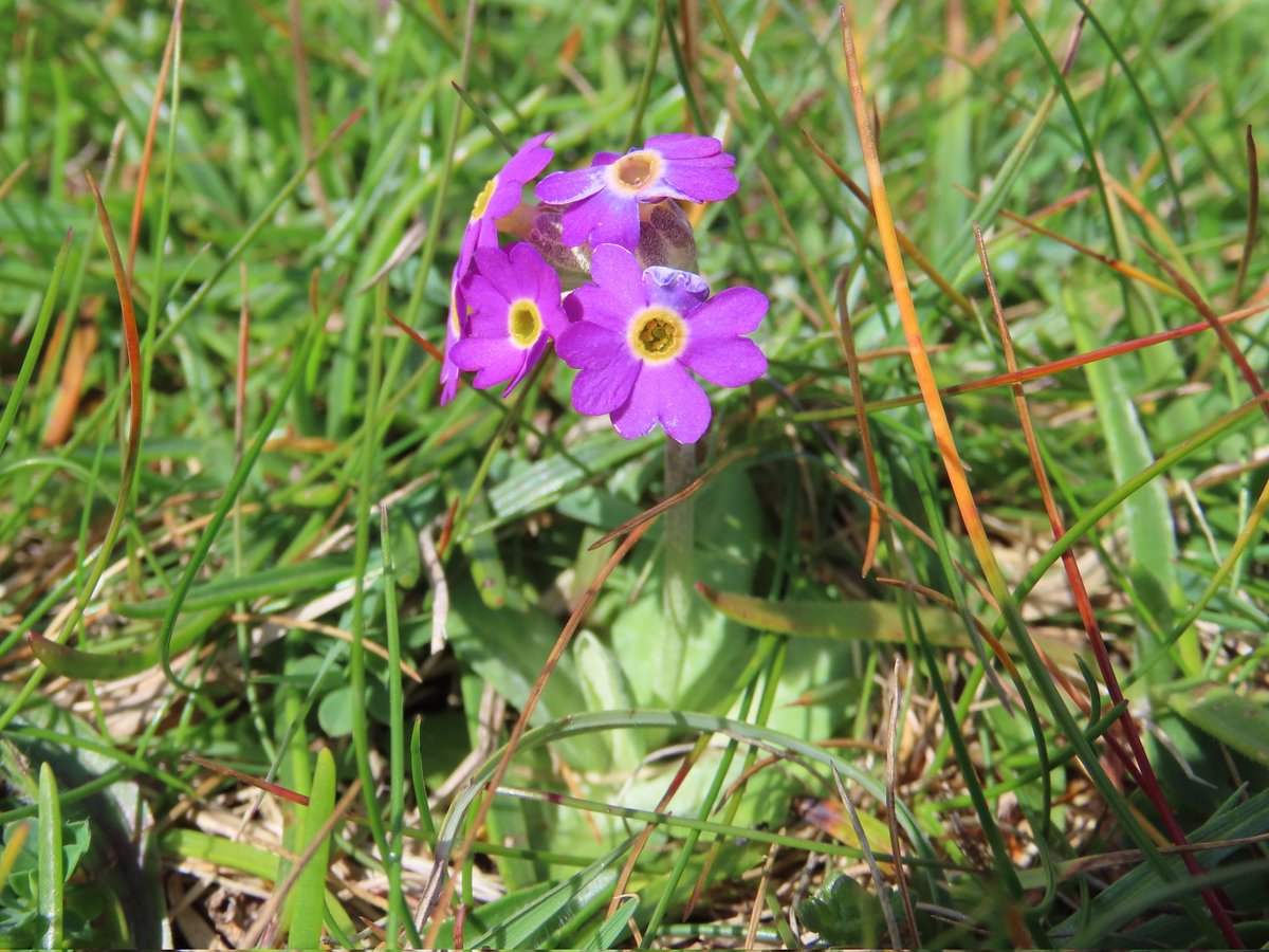 Boom! The diminutive but lovely Scottish Primrose at Yesnaby today, a treat for <a href="/naturetrektours/">Naturetrek</a> clients, courtesy of my colleague, John Davis, here again, but on holiday, who did a recce ahead of our visit. Many thanks, John!