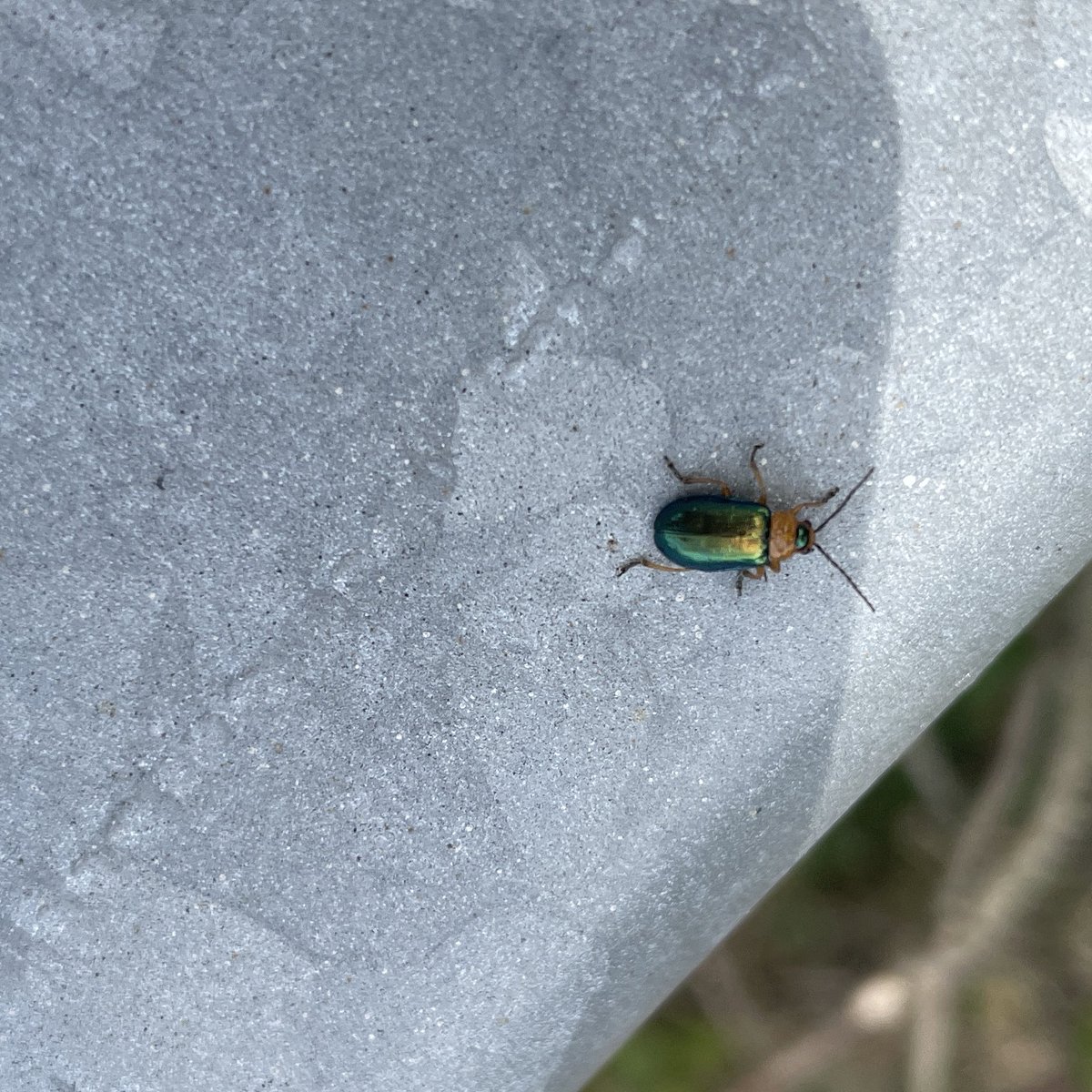 Fave leaf beetle of the day — Sermylassa halensis. North Downs near Maidstone today.