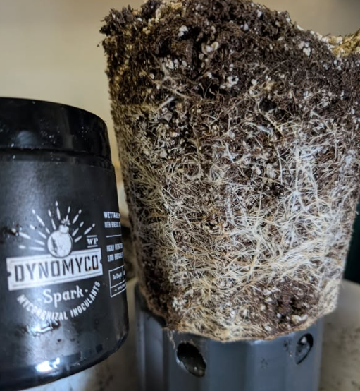 Explosive roots like these mean one thing: DYNOMYCO is doing its job! 

Thanks @Church Peterborough for sharing your #rootpornwednesday success story.  

Share your 🌱 #roots and spread the 🍄 #DYNOMYCOlove!

#fungalpower #mycorrhizalmagic #soilscience 
 
zurl.co/fMlcU
