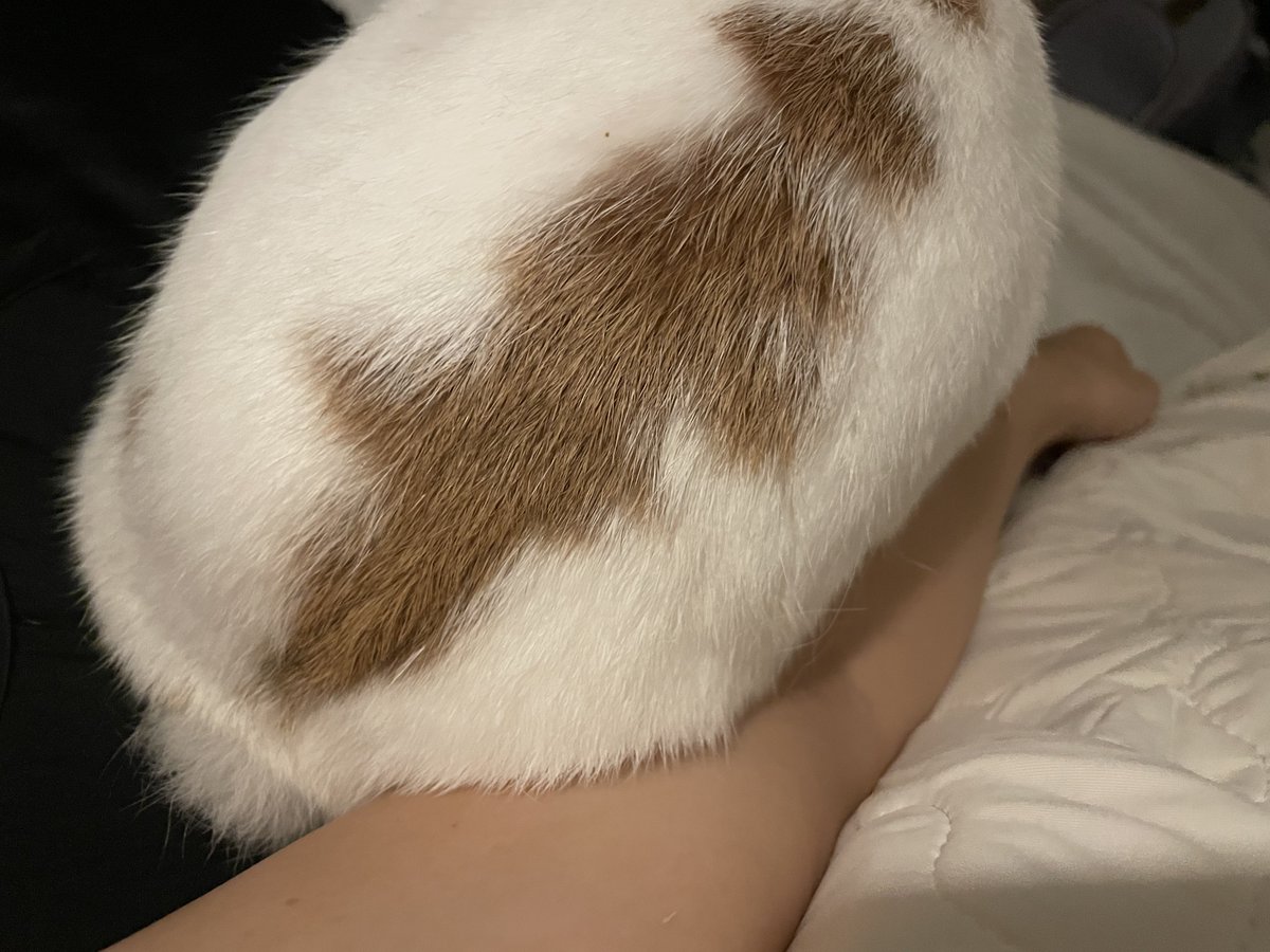 나에게 엉덩이를 바짝 붙이고 간식을 먹는 살긔