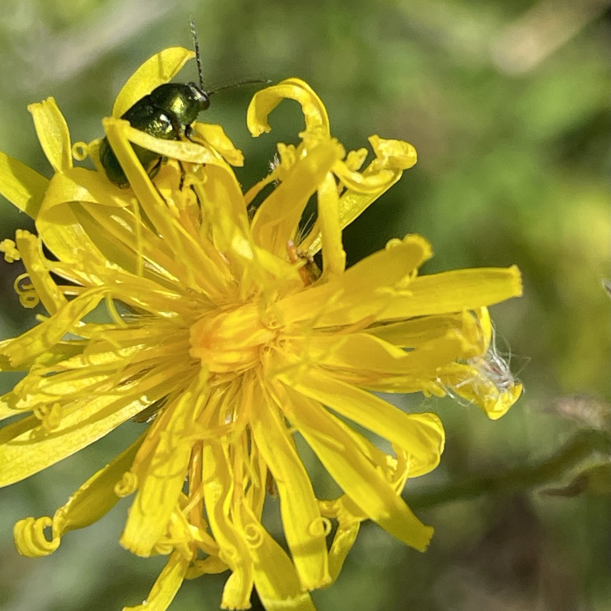 Cryptocephalus hypochaeridis doing what it does best — sitting in a bright yellow composite flower. North Downs near Maidstone today.