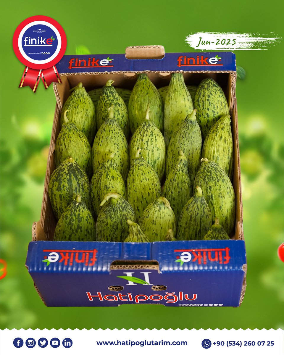 HatipogluTarim's tweet photo. 🌱 Standing out with its freshness!
Our demanded kelek (immature melon) product is carefully sorted and prepared for export.
Quality in every box, professionalism in every step. 🌍📦

With Hatipoğlu Tarım, experience reliable and sustainable supply solutions. https://t.co/uMfAuJb5Tr