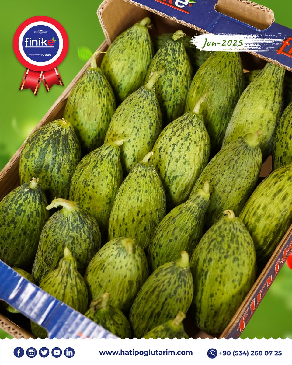 HatipogluTarim's tweet photo. 🌱 Standing out with its freshness!
Our demanded kelek (immature melon) product is carefully sorted and prepared for export.
Quality in every box, professionalism in every step. 🌍📦

With Hatipoğlu Tarım, experience reliable and sustainable supply solutions. https://t.co/uMfAuJb5Tr