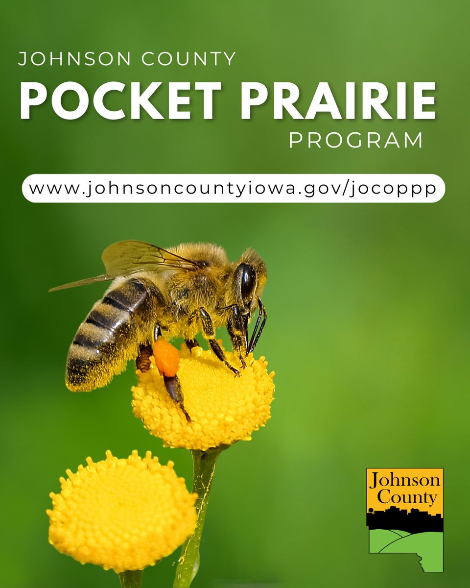 Homeowners in unincorporated Johnson County are eligible to add pocket prairies to their landscapes, thanks to a collaboration with the Johnson County Master Gardeners of Iowa. 🪻🐝🌻🦋

The program opens at 9 AM on July 1. For more information, visit johnsoncountyiowa.gov/JoCoPPP.