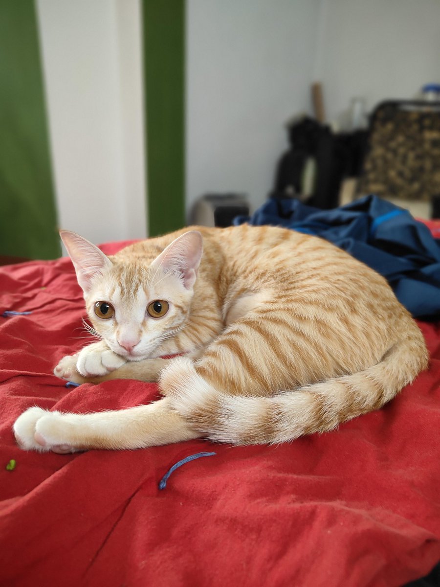 livetime_fe's tweet photo. Princess #SixFive #JangriTheSixFiveCat https://t.co/08XhM677BX