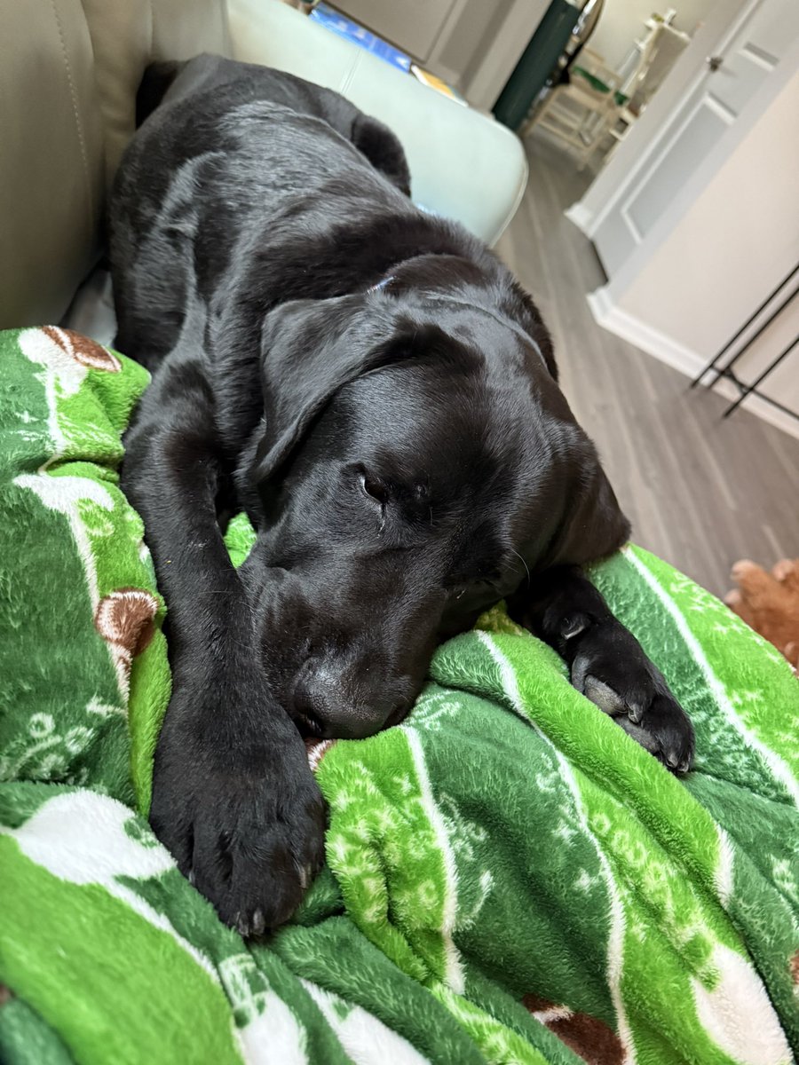 Kathy & Cooper ๐ณ๏ธโ๐๐๐บ๐ฆ ๐จ๐ฆ (@kallen4775) on Twitter photo Afternoon cuddles with Cooper. He's my reward for hard work in PT. I did over 3 miles on bike in PT today. Countdown to hip#2 is 16 days! Coop gets extra treatos & will go for a pup cup when I take him back to Brenda's <a href="/Bartorillo11484/">Bartorillo</a> he's such a good boy!! #DogsofTwittter Afternoon cuddles with Cooper. He's my reward for hard work in PT. I did over 3 miles on bike in PT today. Countdown to hip#2 is 16 days! Coop gets extra treatos & will go for a pup cup when I take him back to Brenda's <a href="/Bartorillo11484/">Bartorillo</a> he's such a good boy!! #DogsofTwittter