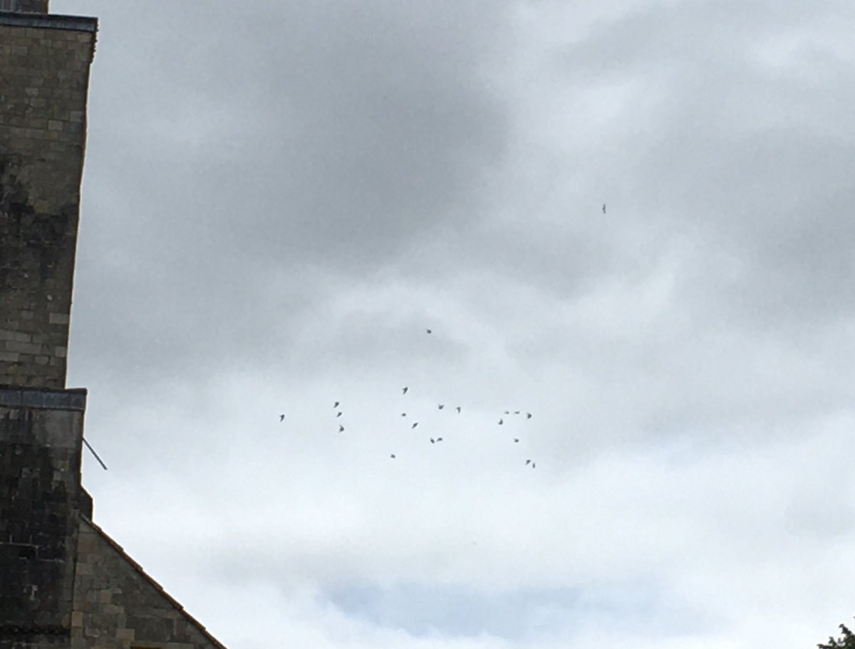Day 25 #30DaysWild Noticing … swifts screaming over cathedral …